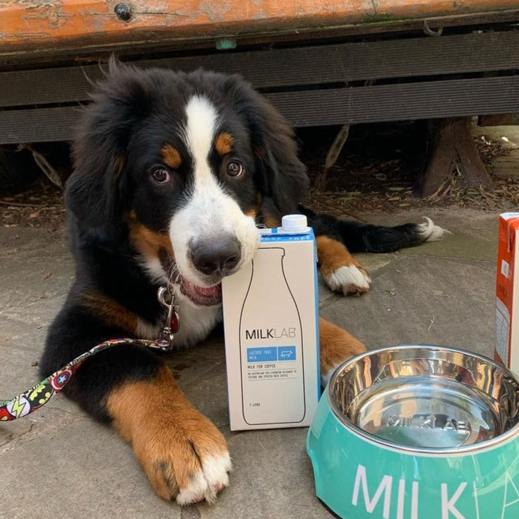 MILKLAB Dog Bowl