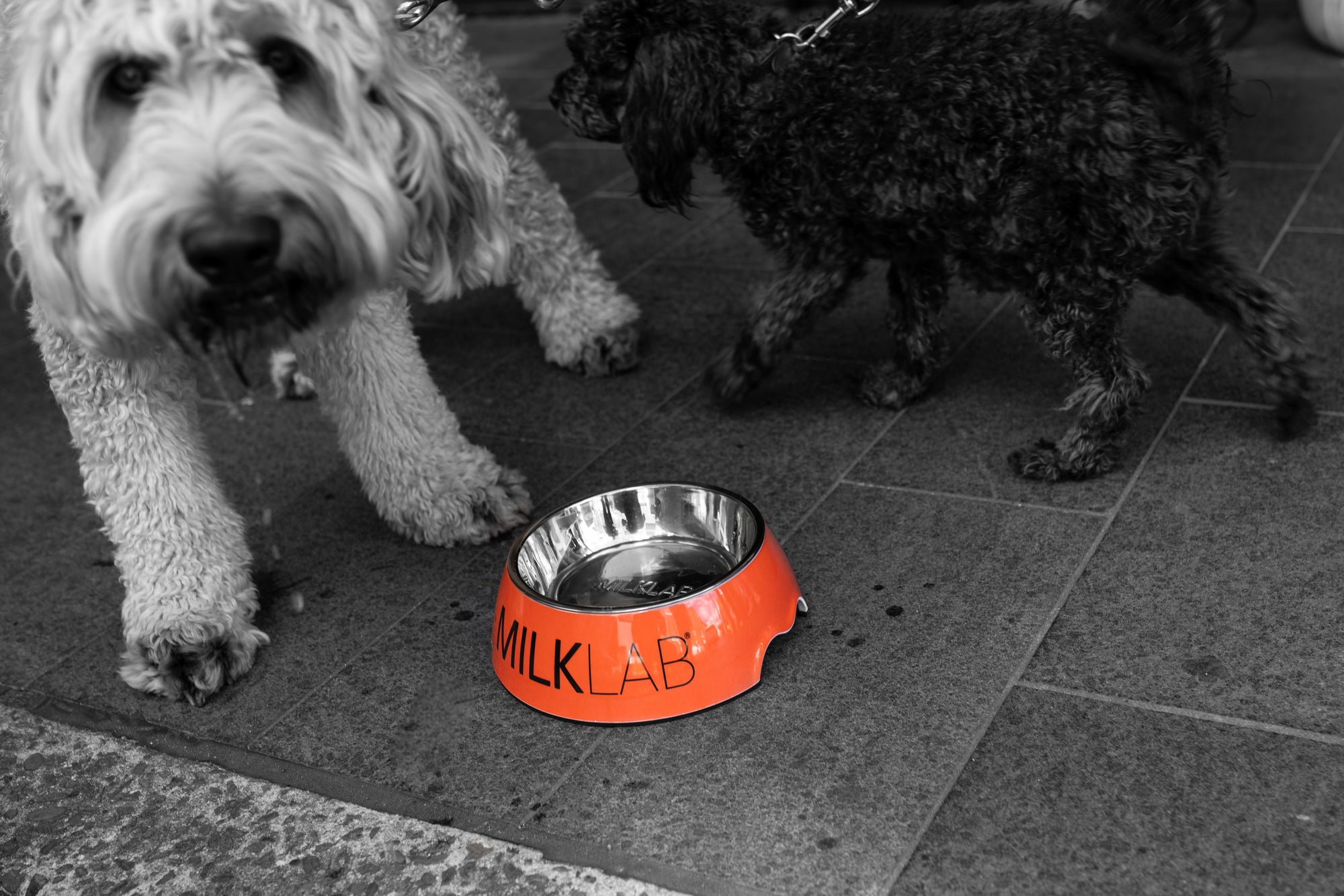 MILKLAB Dog Bowl